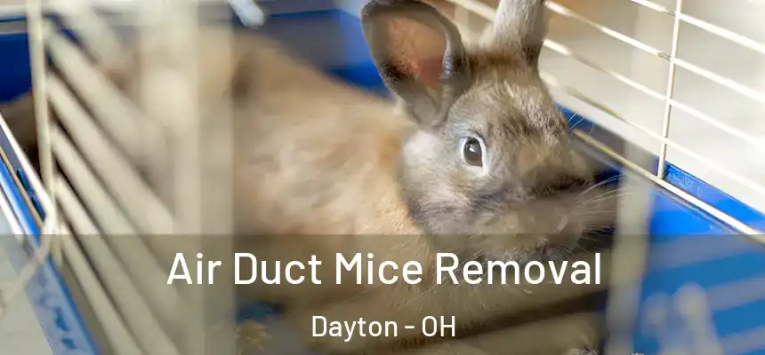 Air Duct Mice Removal Dayton - OH